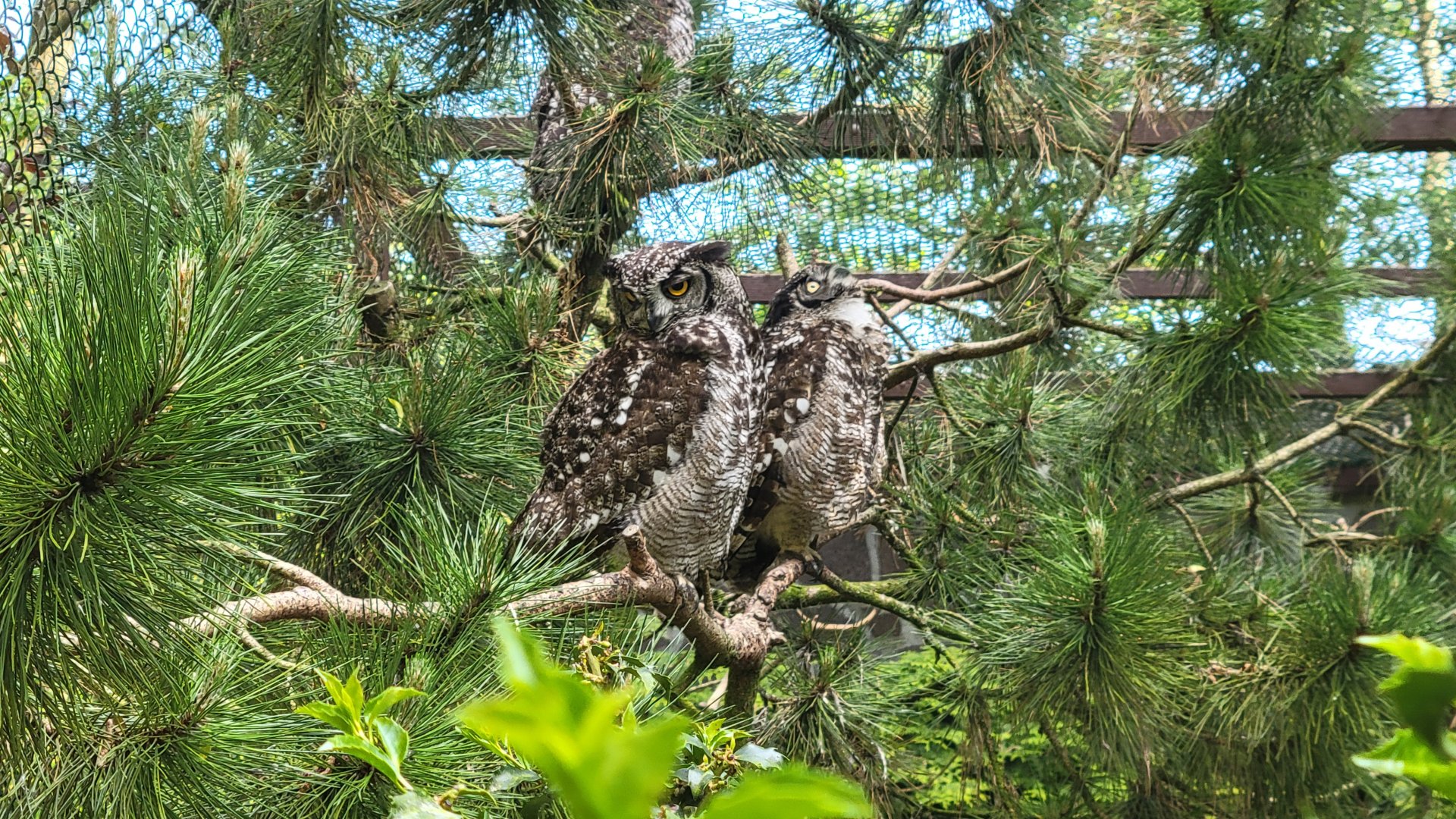 Spotted Eagle-owl (Bubo africanus)