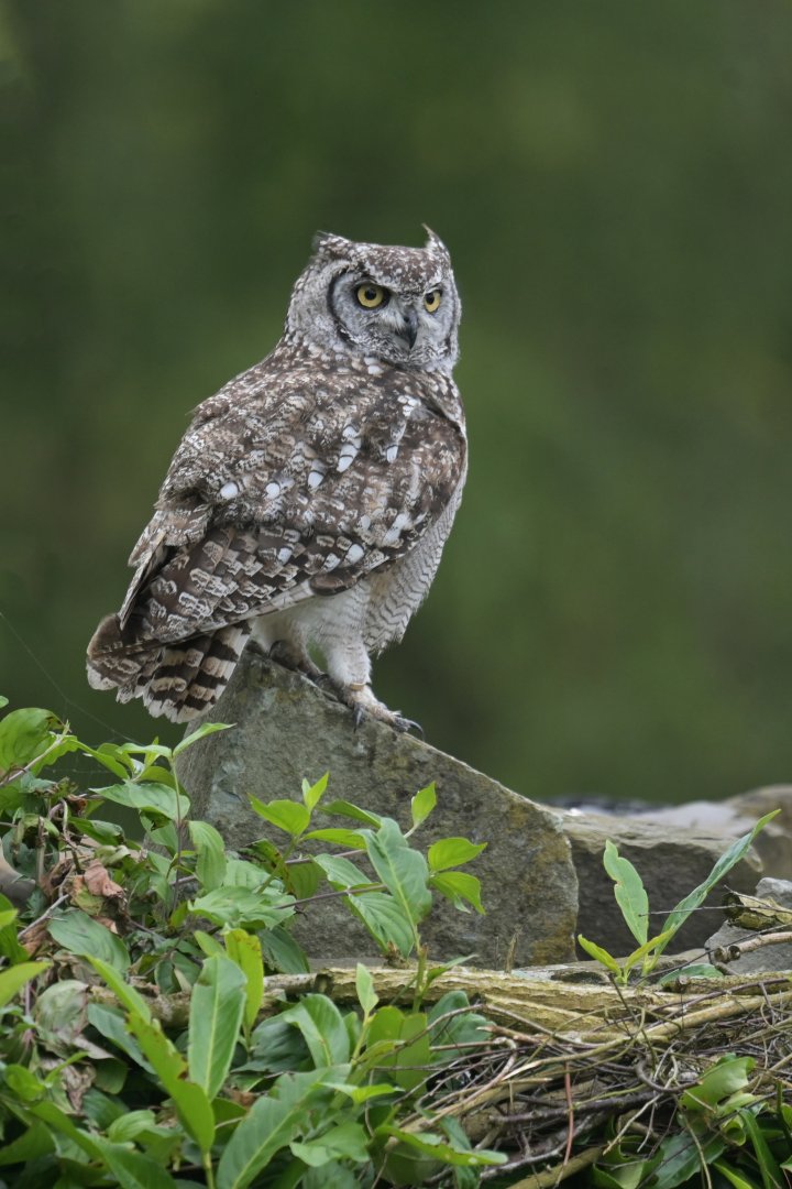 Spotted eagle-owl (Bubo africanus)