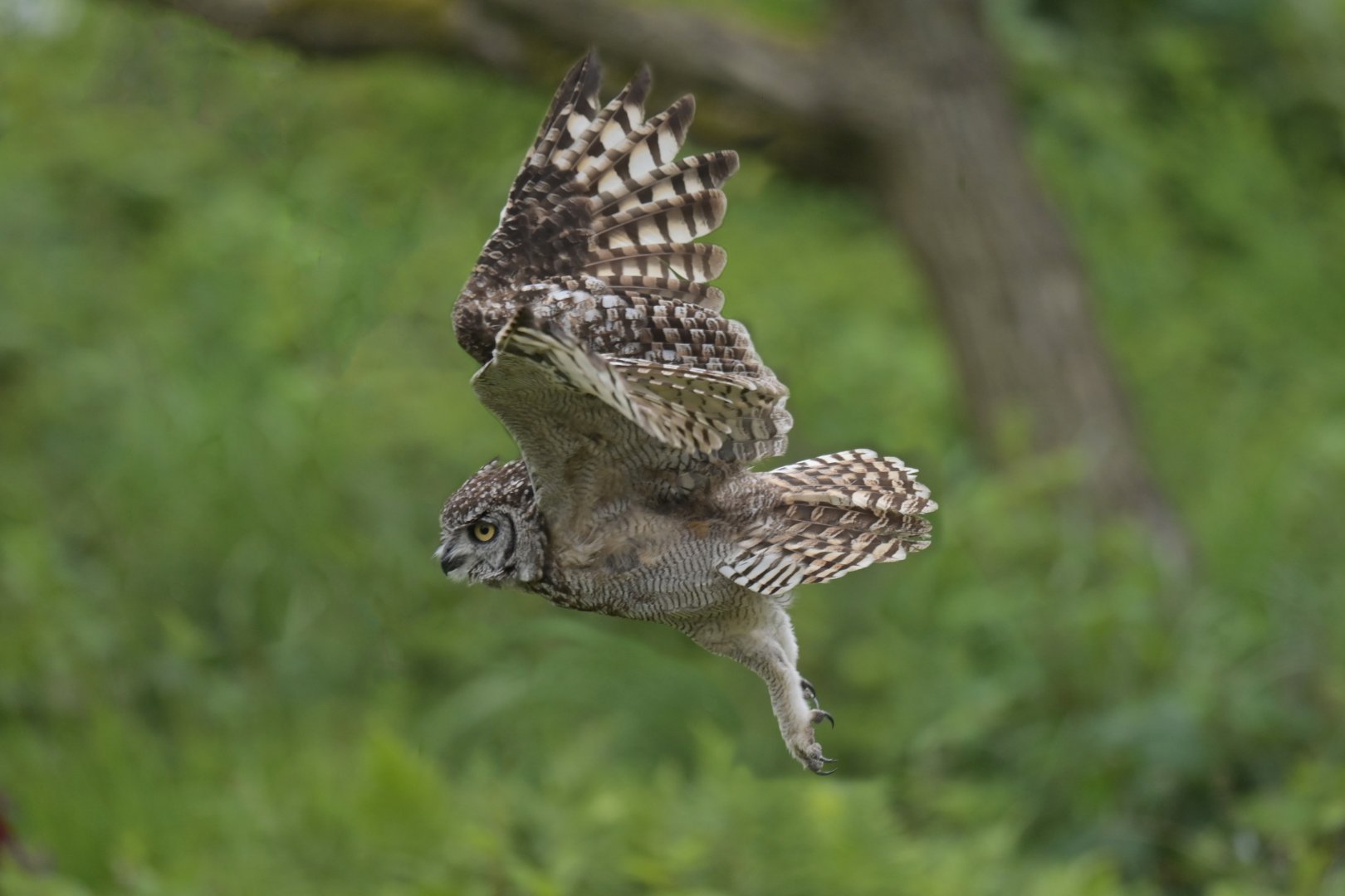 Spotted eagle-owl (Bubo africanus)