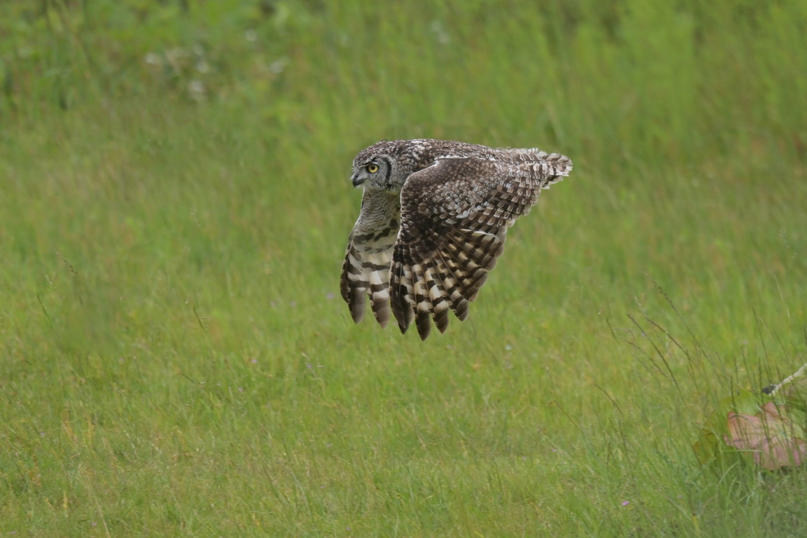 Spotted eagle-owl (Bubo africanus)