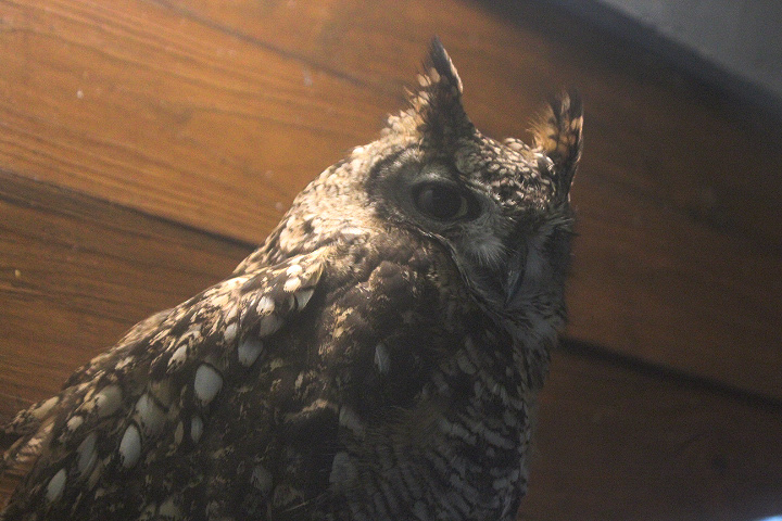 Spotted eagle-owl (Bubo africanus)