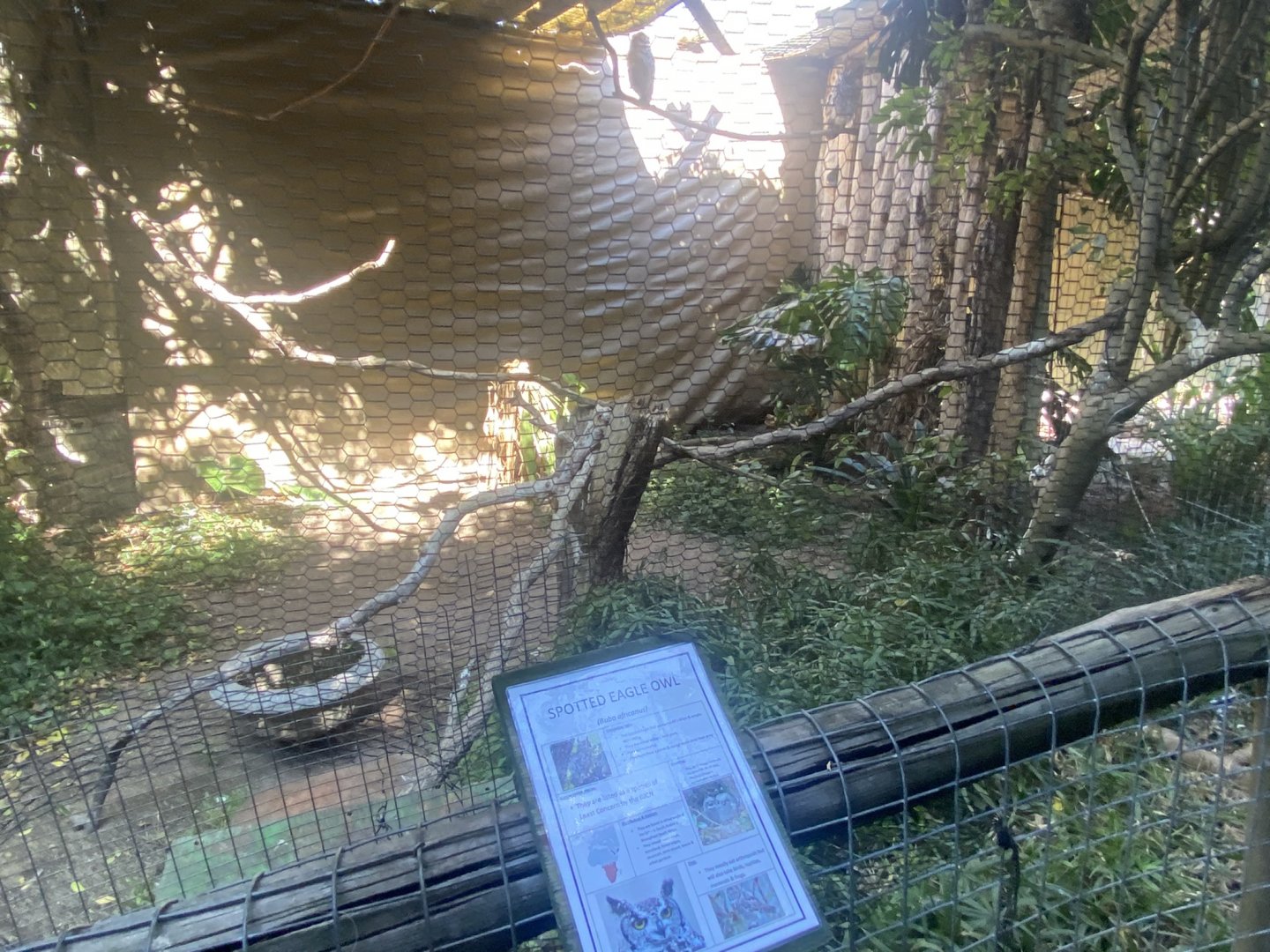 Spotted Eagle Owl Exhibit