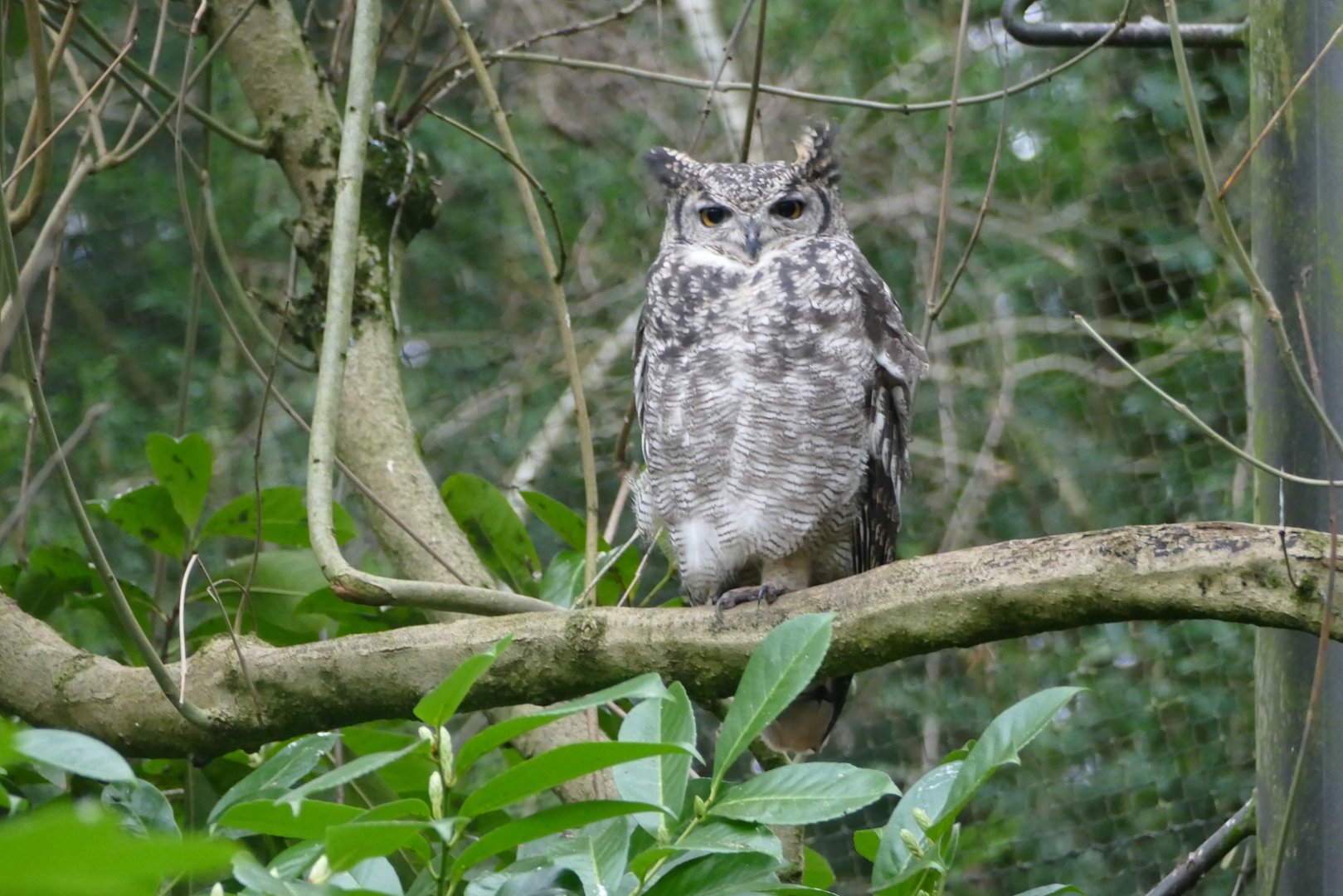 Spotted eagle owl, January 2019