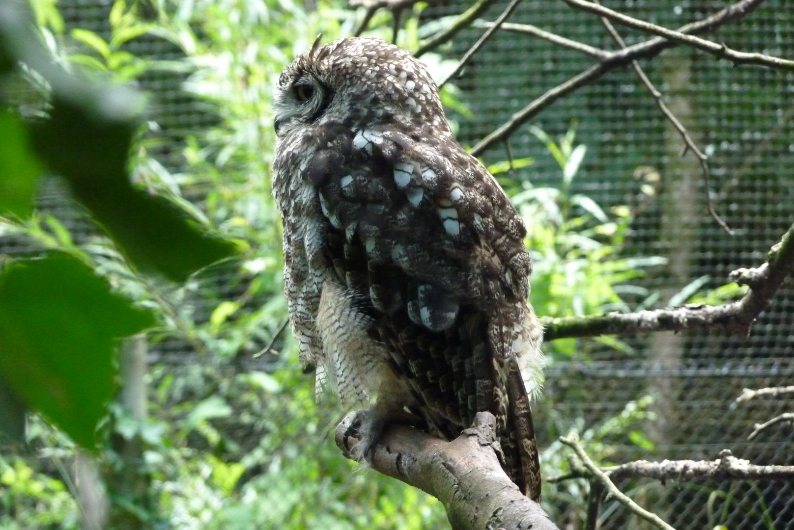 Spotted Eagle Owl, July 2017