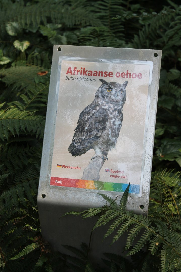 Spotted Eagle-owl sign