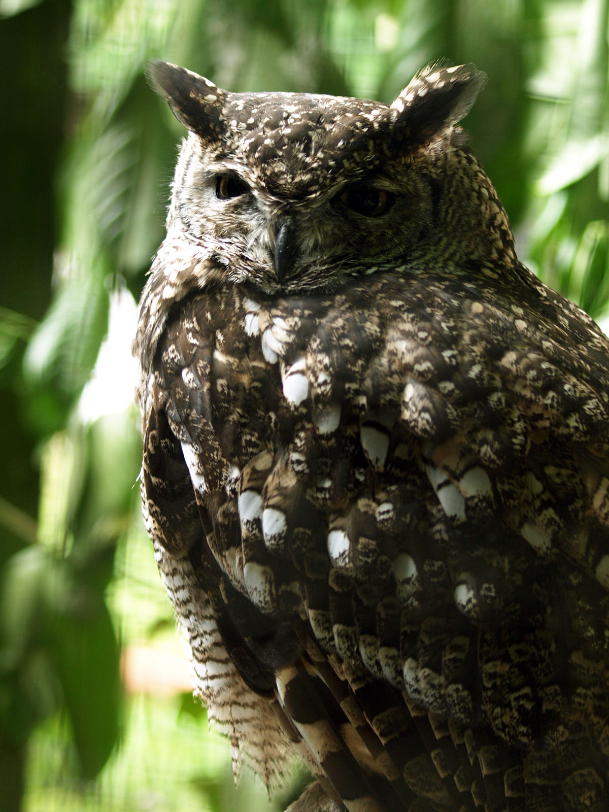 Spotted Eagle owl