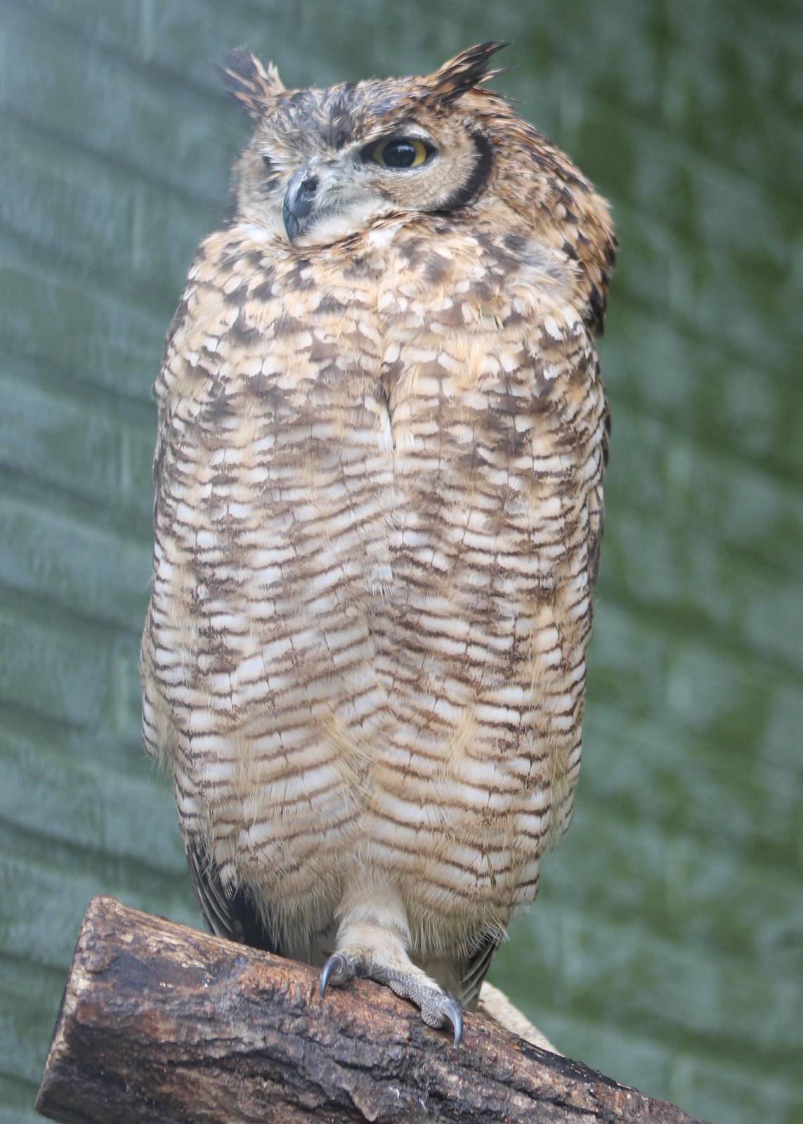 Spotted eagle-owl