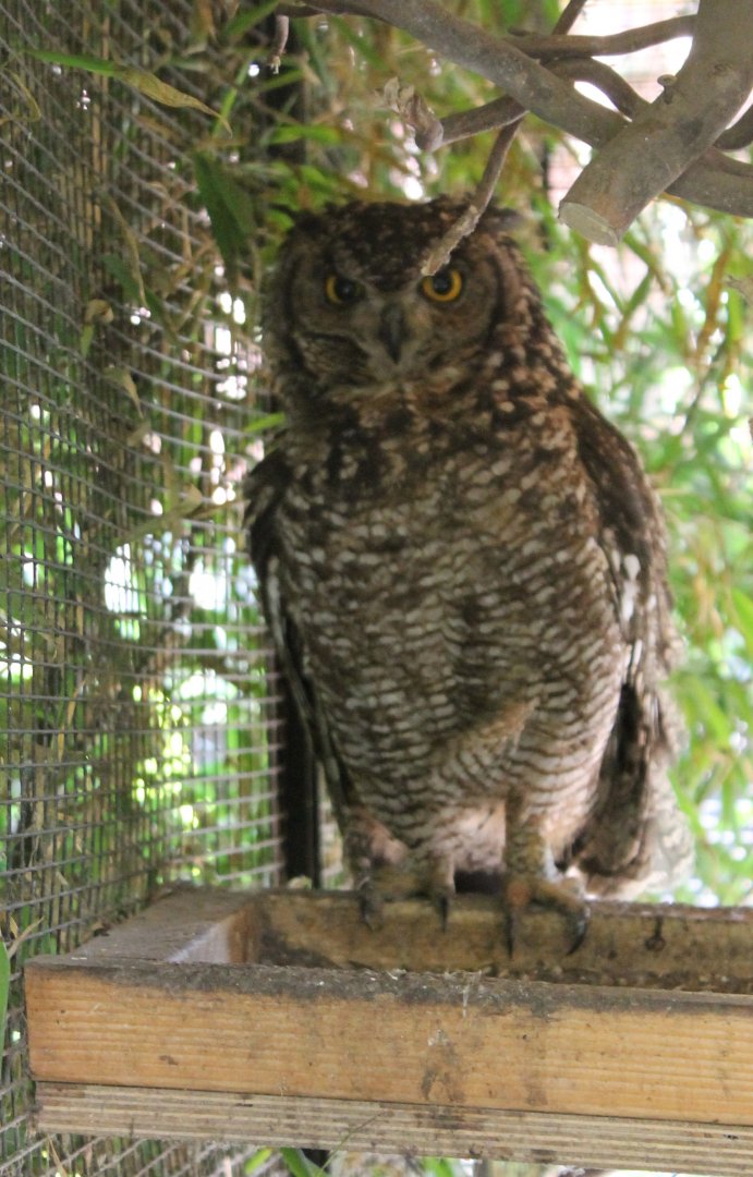 Spotted eagle owl