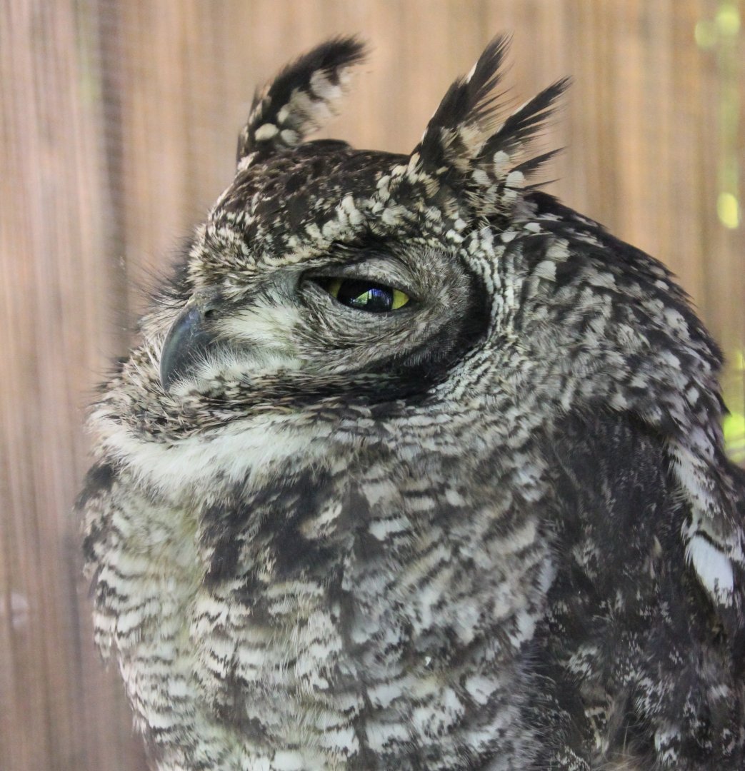 Spotted eagle-owl