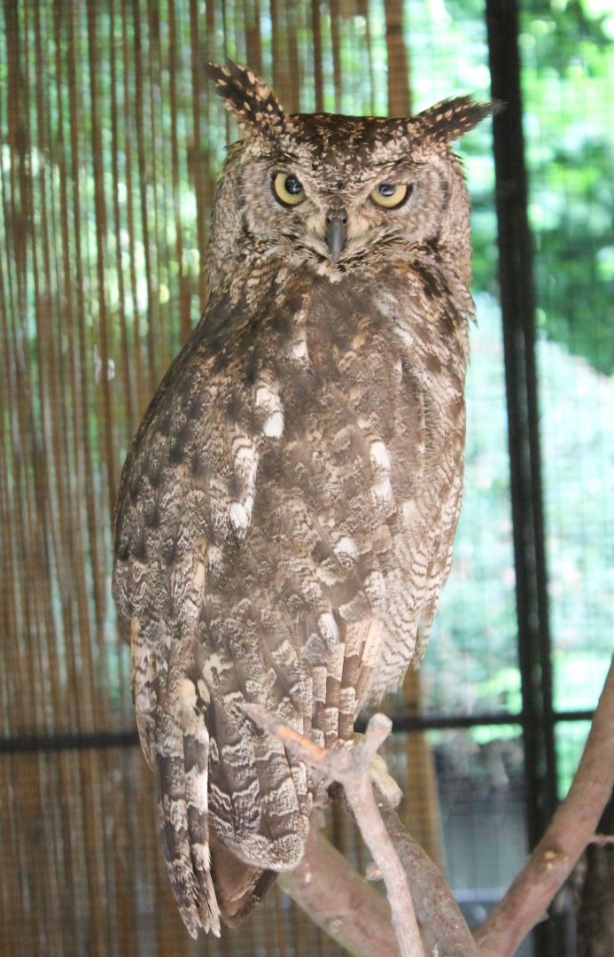 Spotted eagle-owl