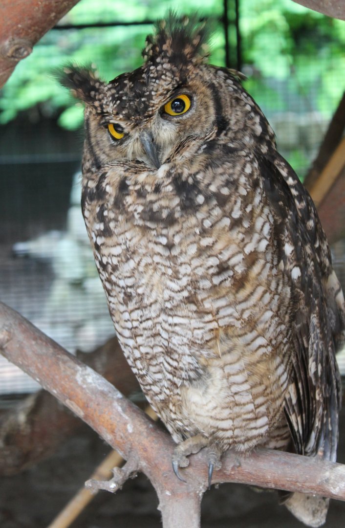 Spotted eagle-owl