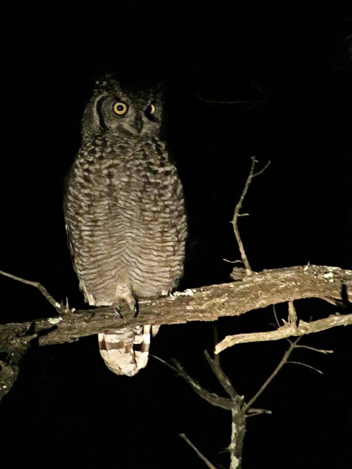 Spotted Eagle-owl