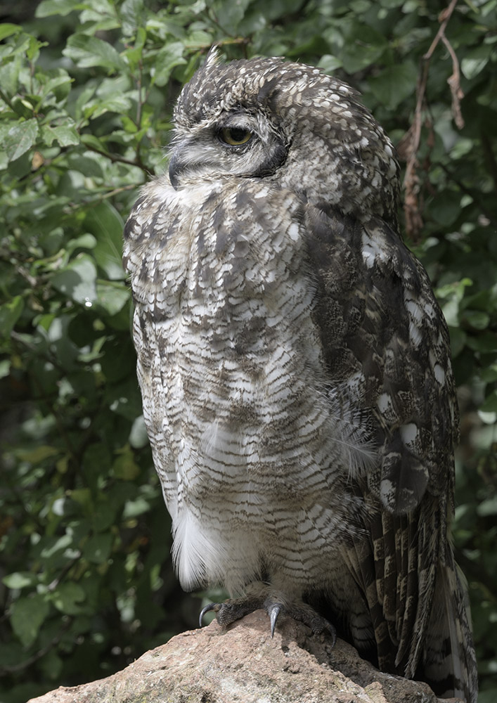 Spotted eagle owl