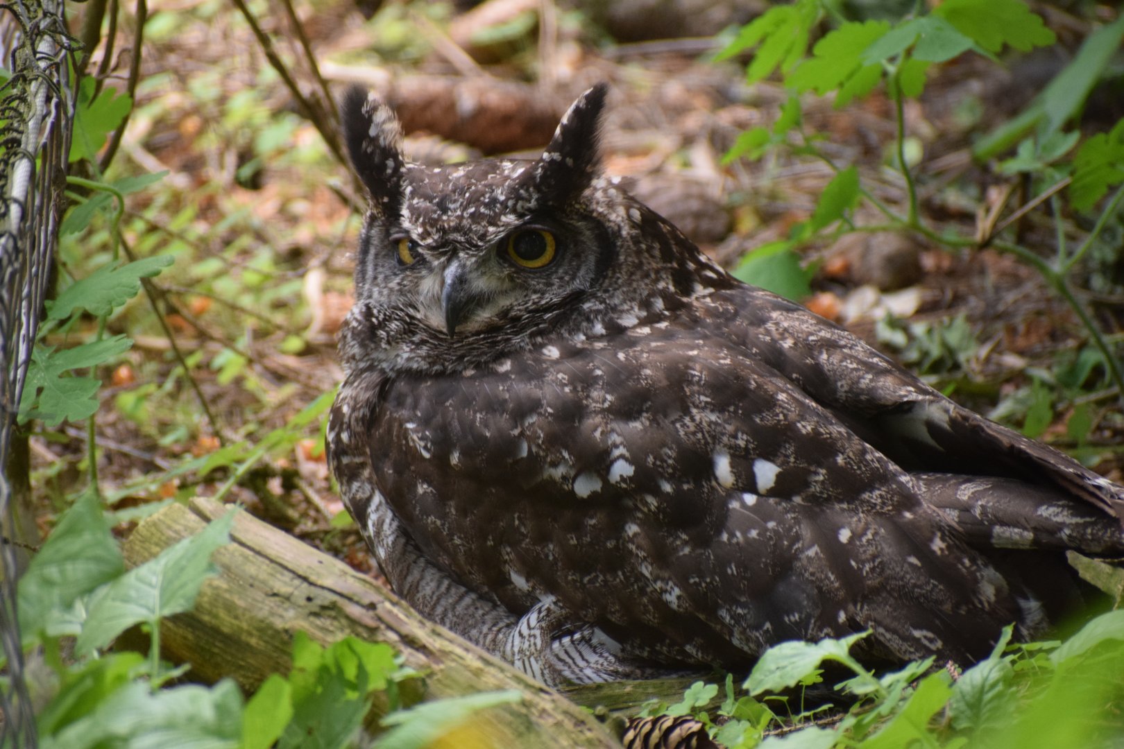 Spotted eagle-owl
