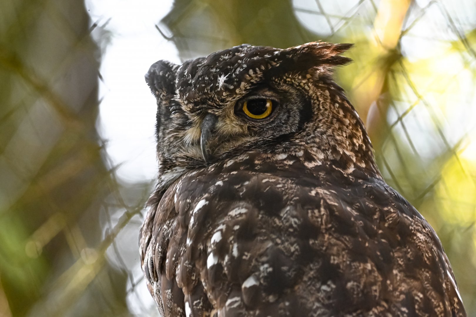 Spotted eagle-owl