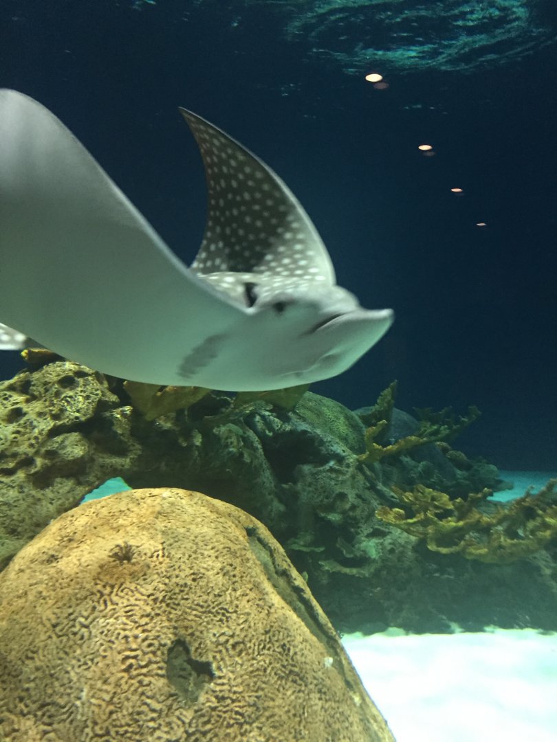Spotted eagle ray 9-9-2018