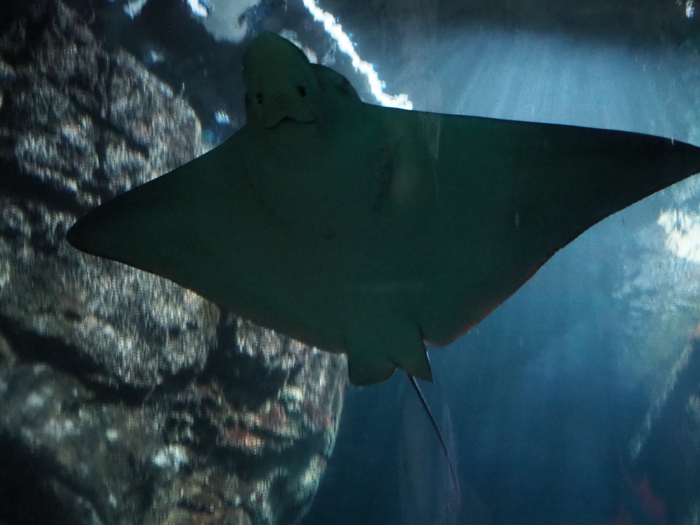 Spotted eagle ray (Aetobatus narinari), Sep 16th, 2018