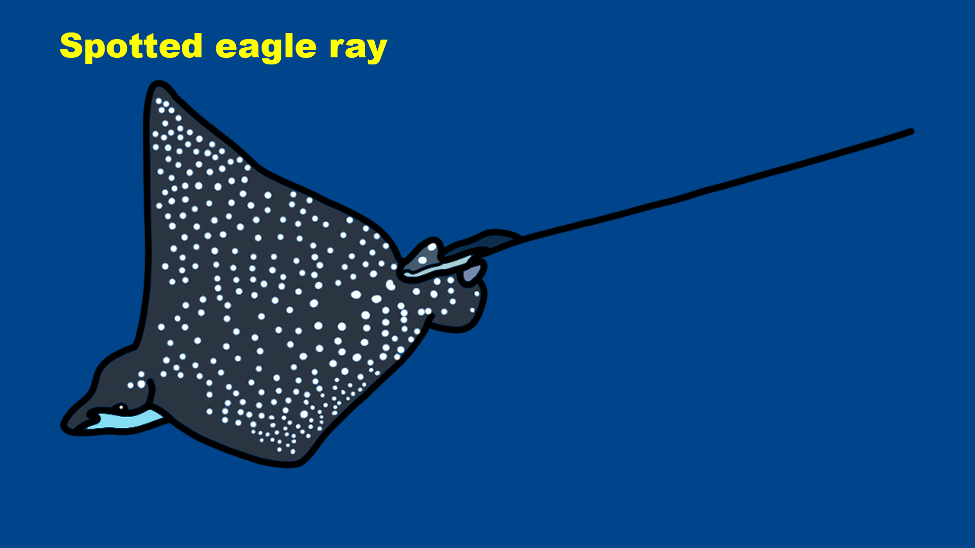 Spotted eagle ray (Aetobatus narinari)
