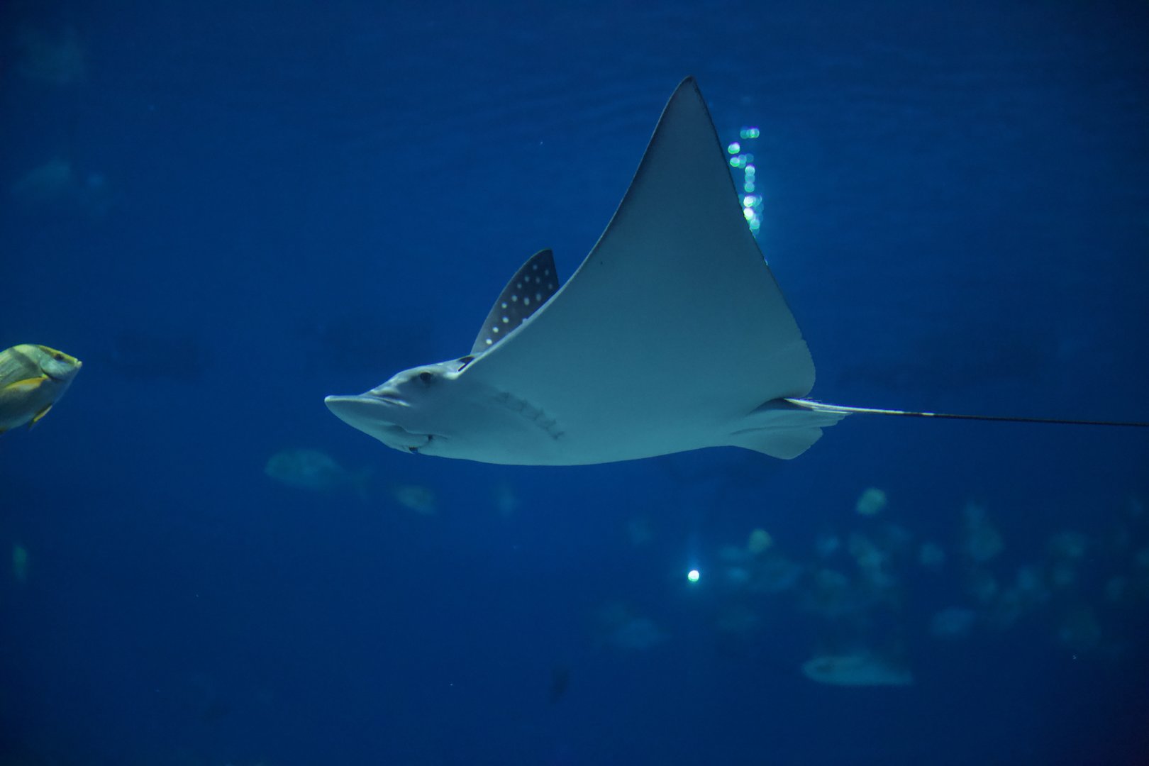 Spotted Eagle Ray/ Aetobatus narinari