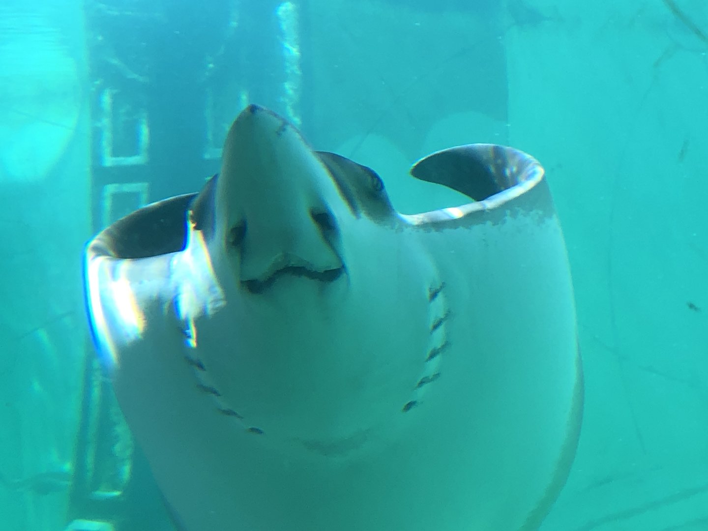Spotted eagle ray, Aetobatus narinari