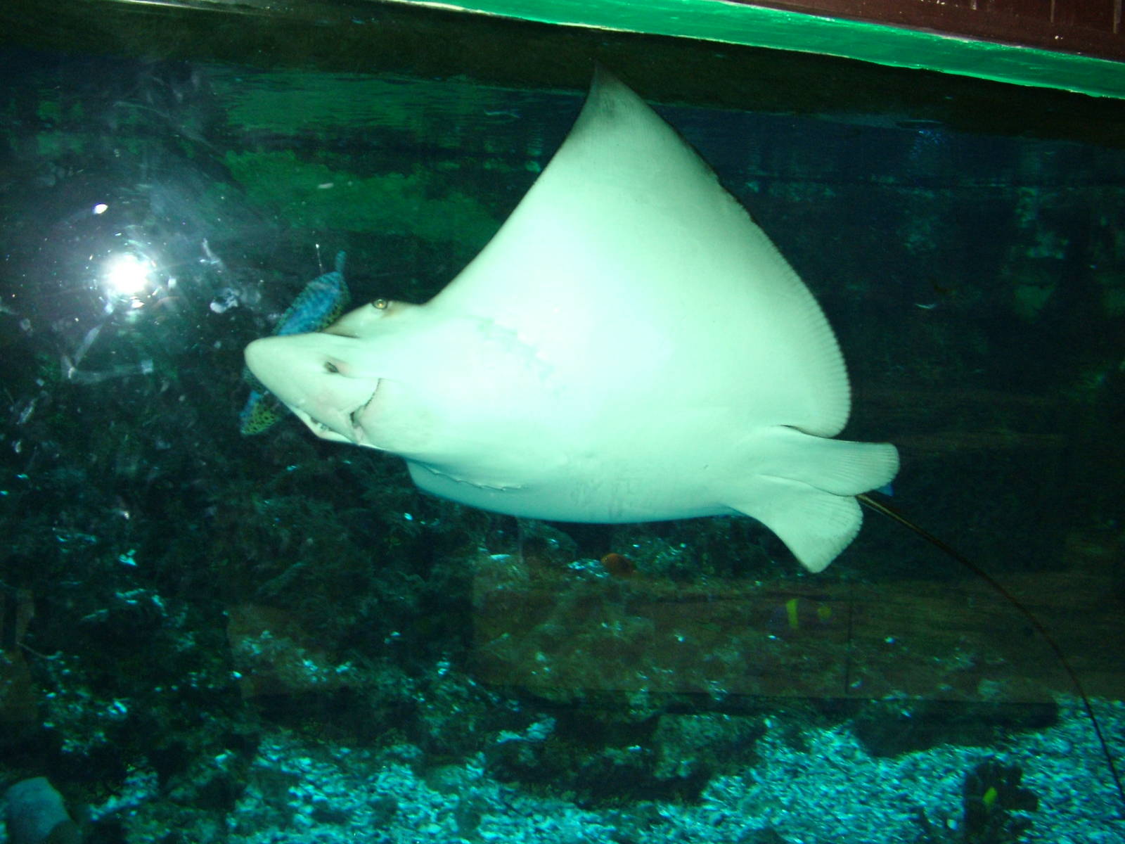 Spotted Eagle Ray at Olomouc 30/05/09