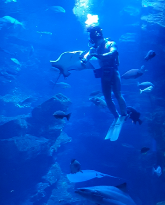 Spotted Eagle Ray getting in the way of a tank diver