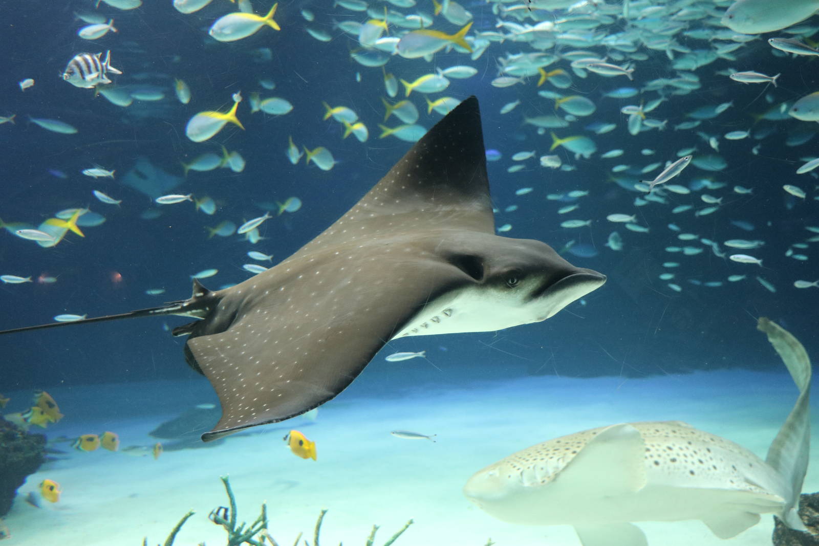 Spotted eagle ray - Sunshine Aquarium Tokyo, February 2016