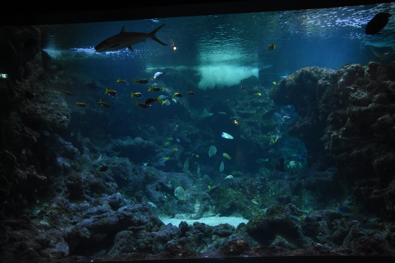 Spotted Eagle Ray tank