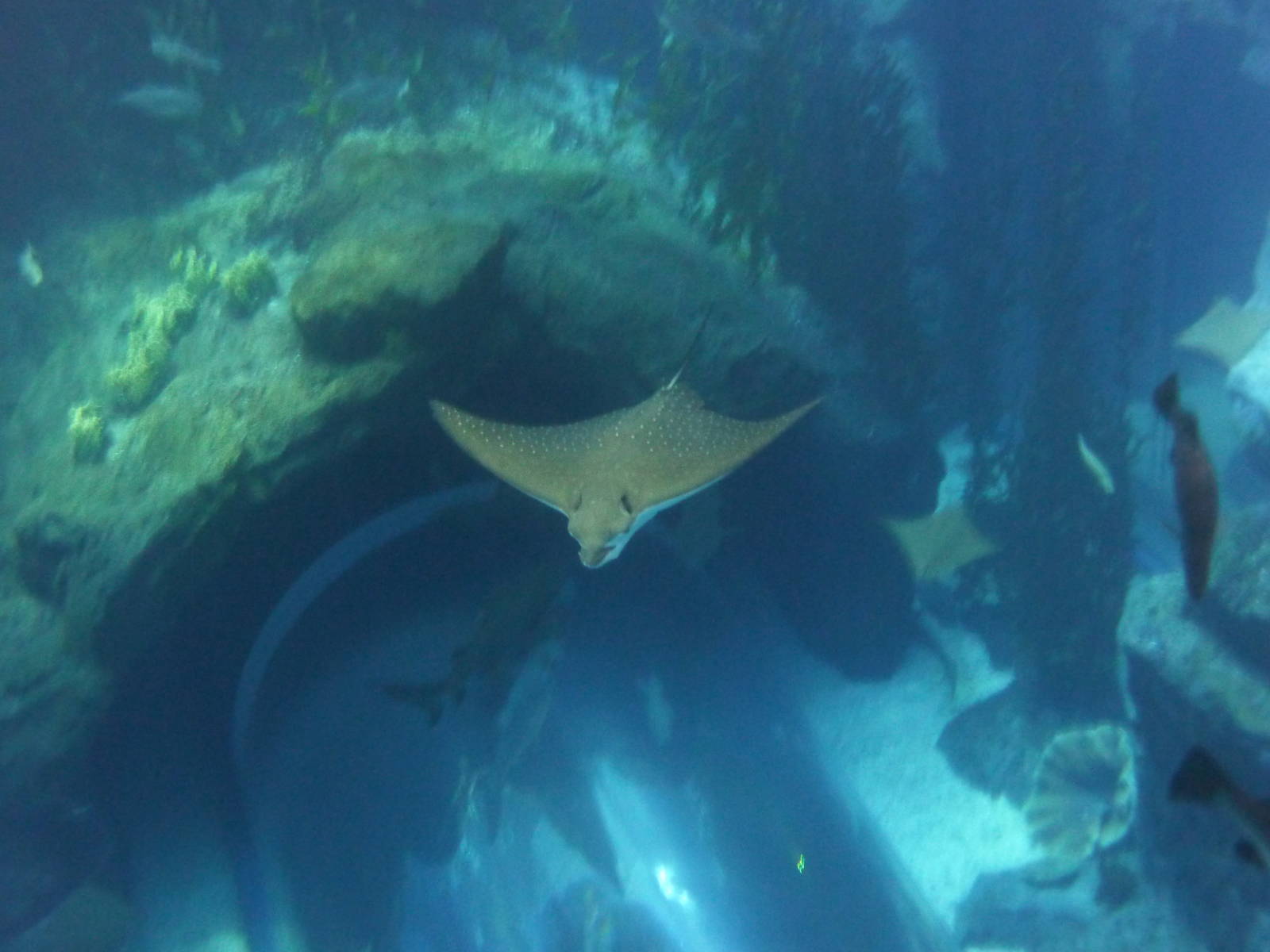 Spotted eagle ray