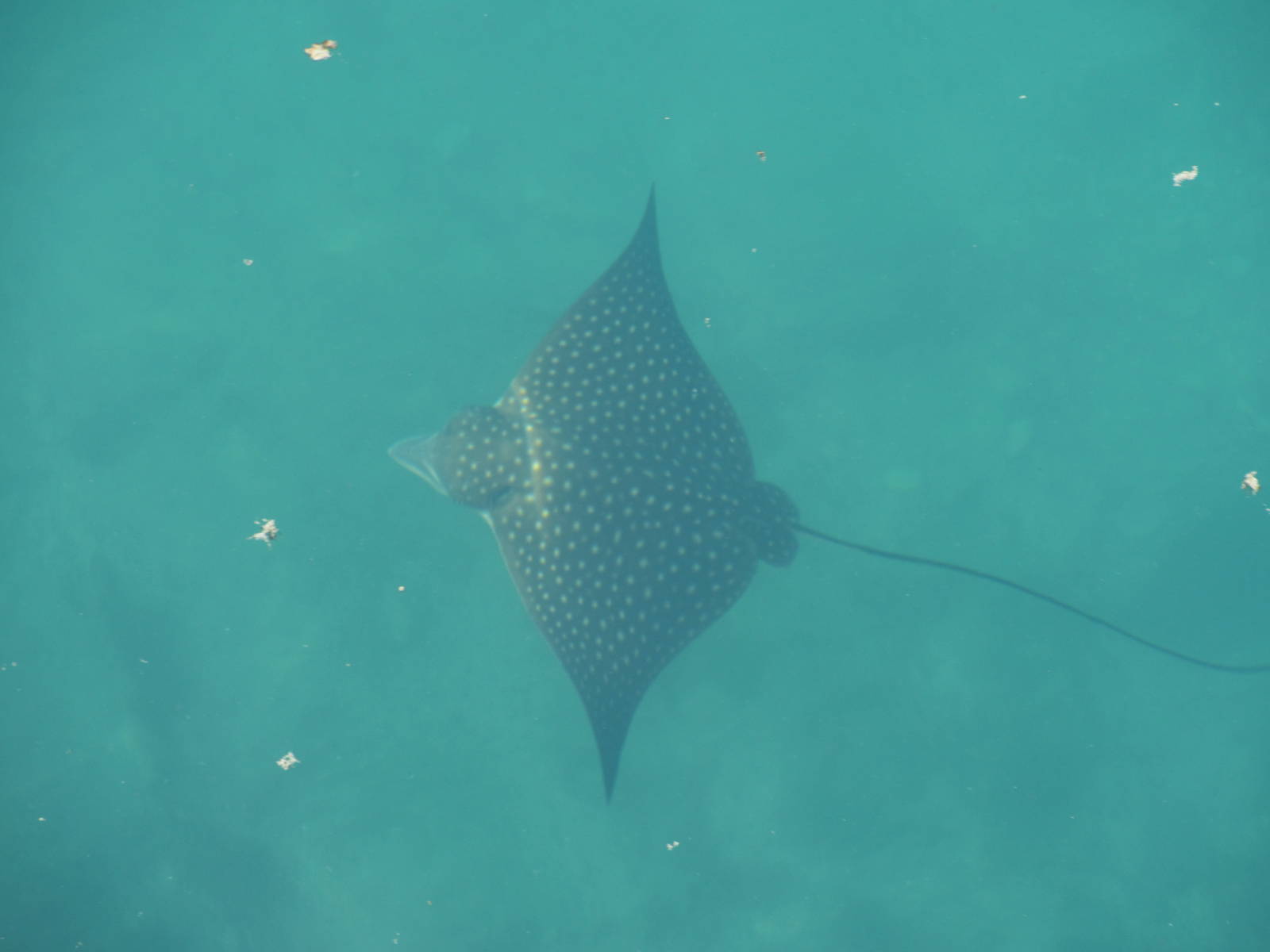Spotted Eagle Ray