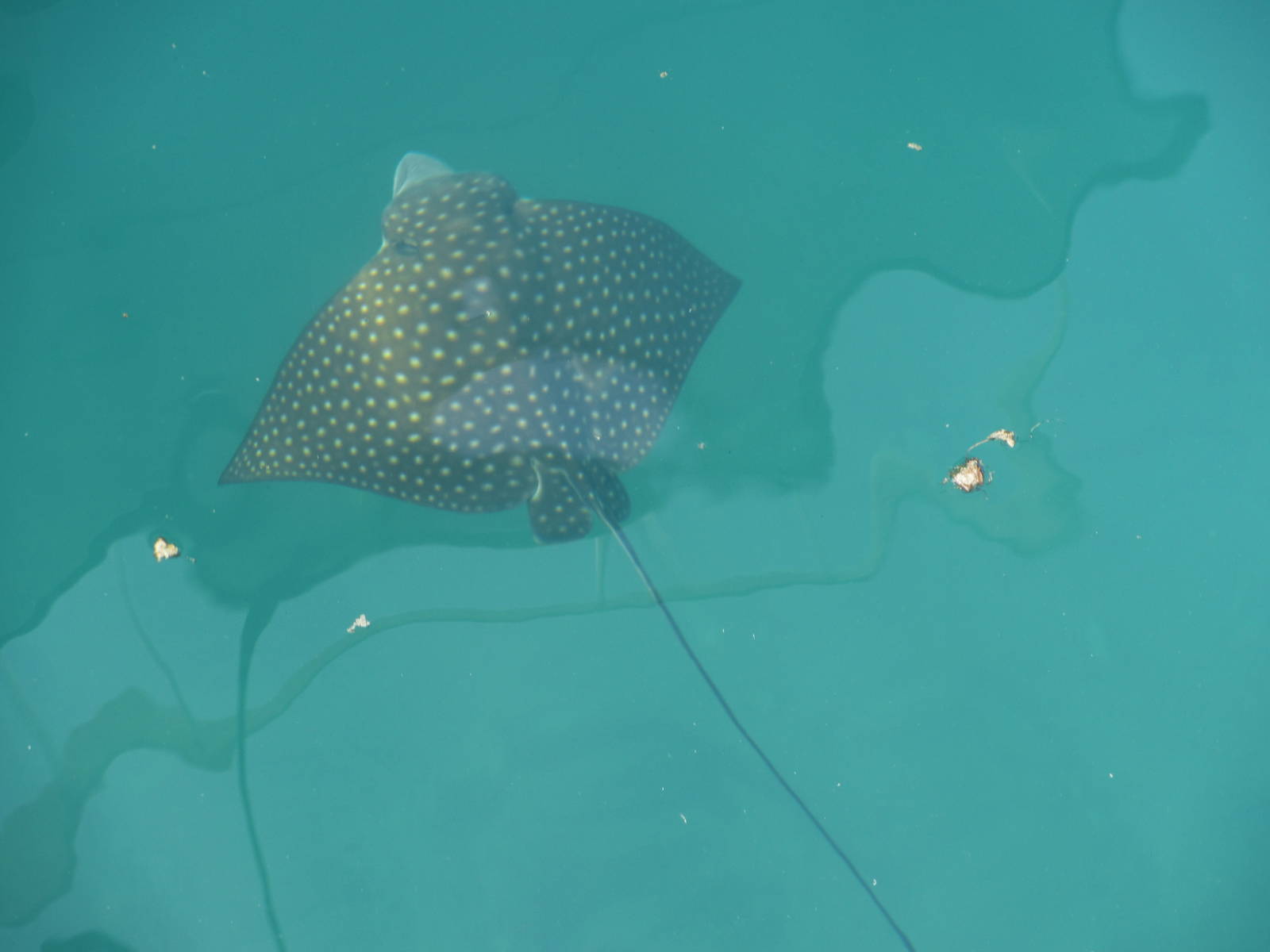 Spotted Eagle Ray