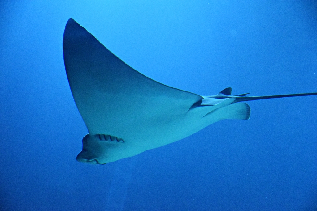 Spotted eagle ray