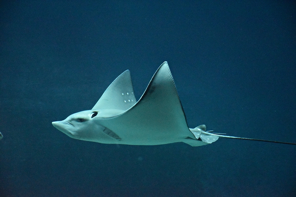 Spotted eagle ray
