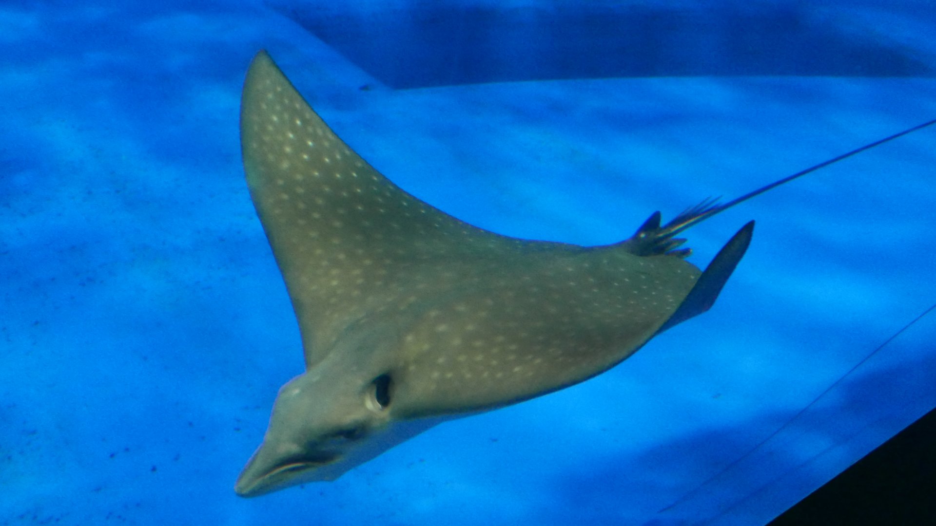Spotted Eagle Ray