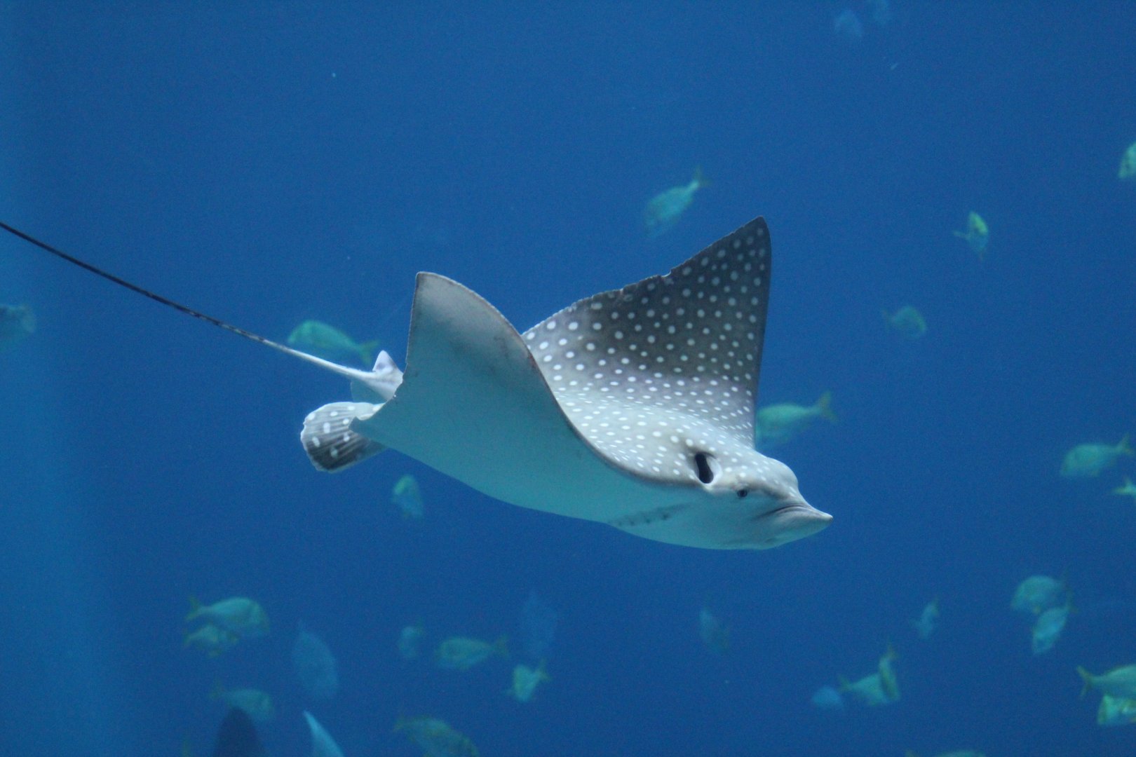 spotted eagle ray