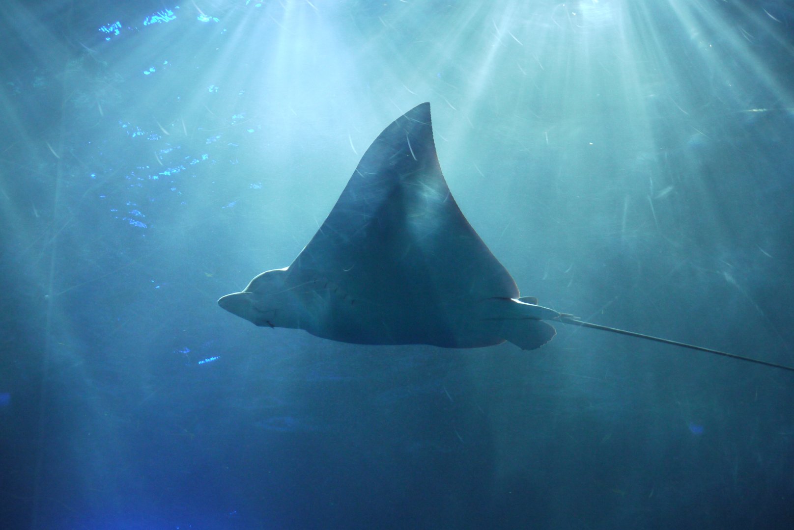Spotted Eagle Ray