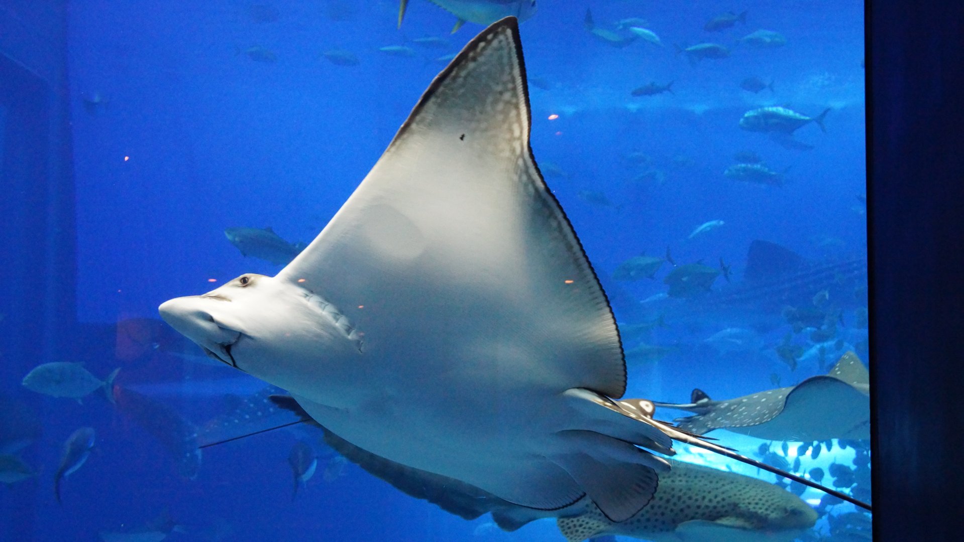 Spotted Eagle Ray