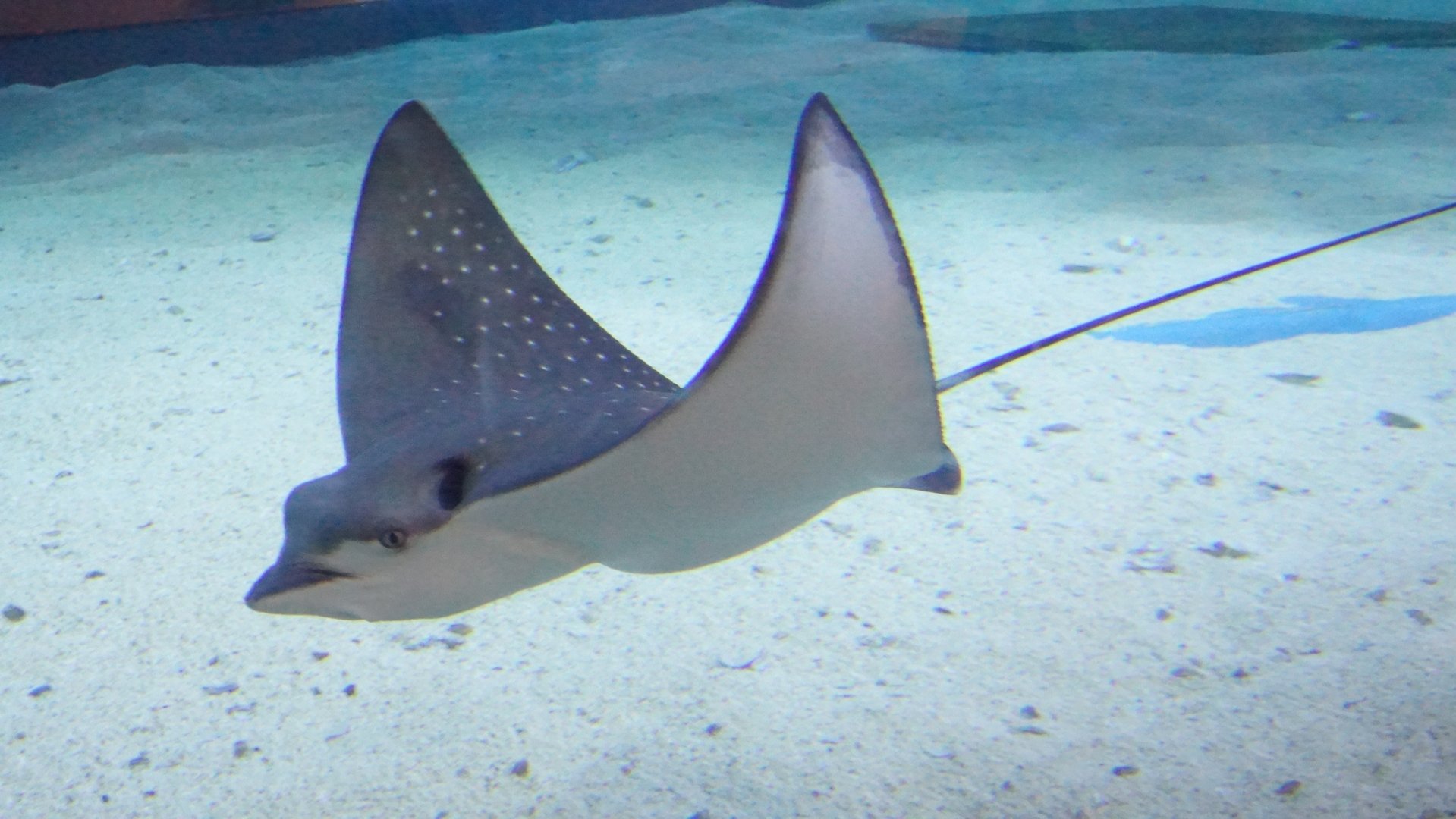 Spotted Eagle Ray