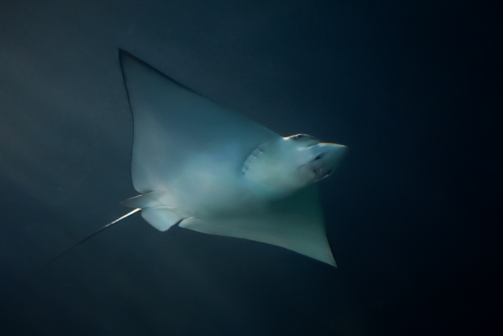 Spotted Eagle Ray