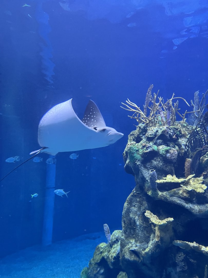Spotted Eagle Ray