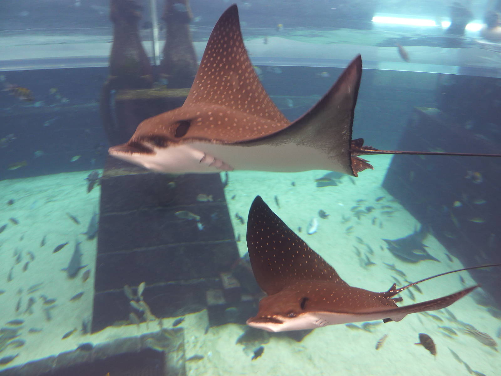 Spotted eagle rays in Aquaventure tank