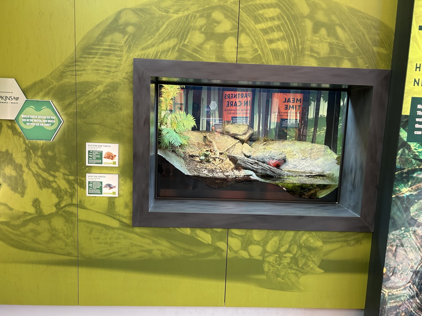 Spotted/Eastern Box Turtle