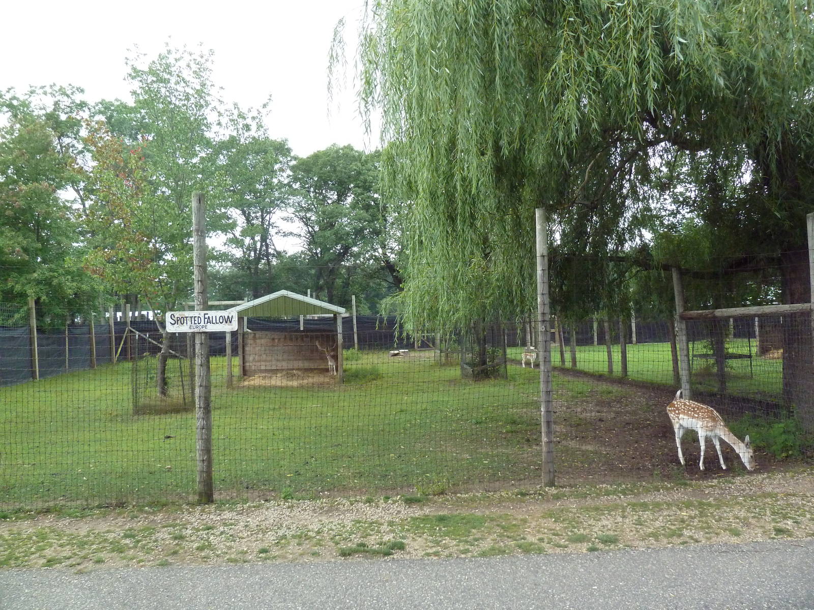 Spotted Fallow Deer Exhibit