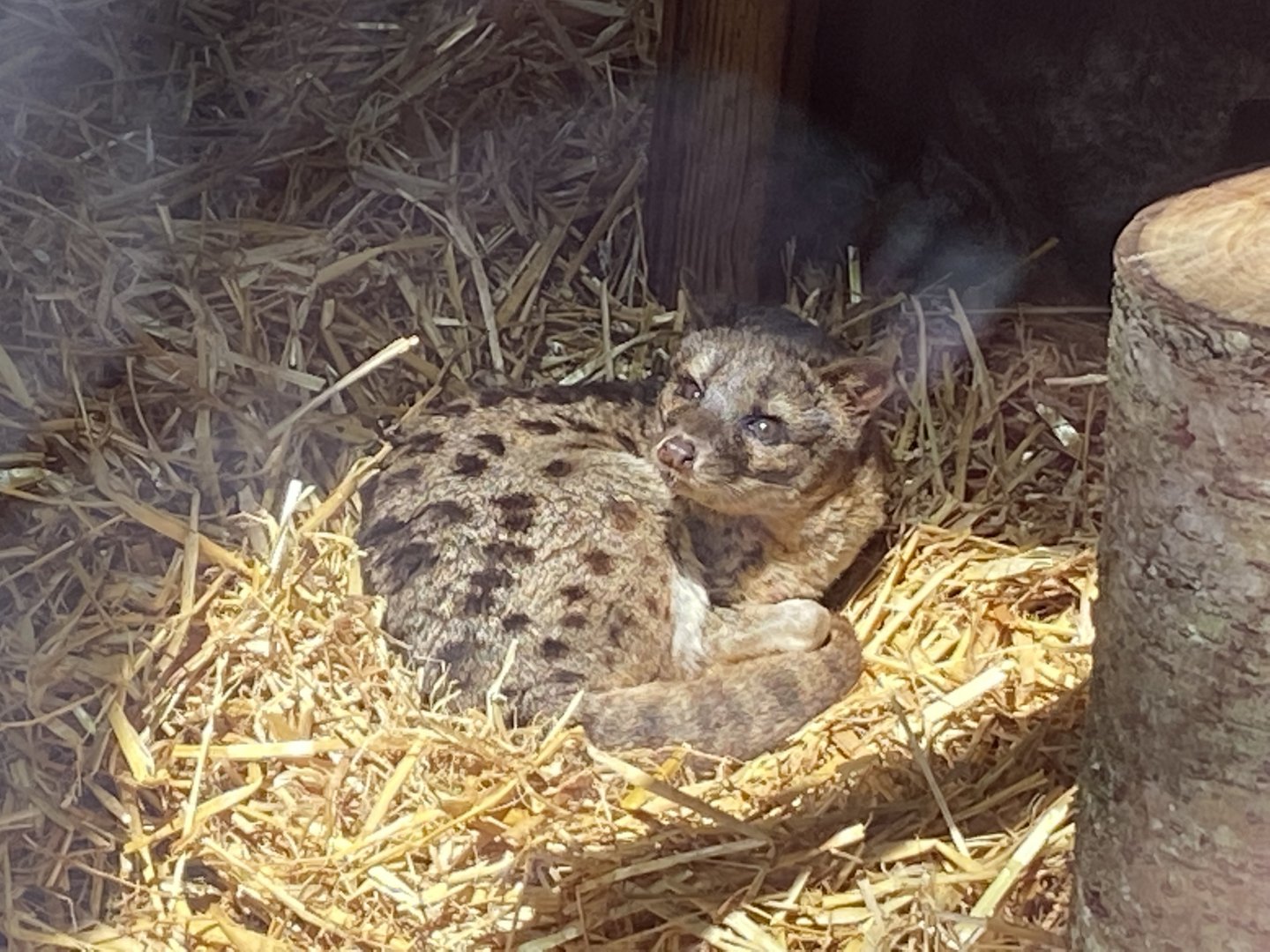 Spotted fanaloka 010621