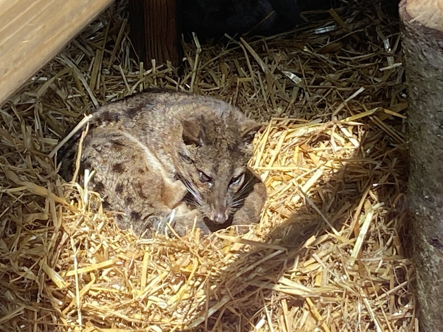 Spotted fanaloka 010621