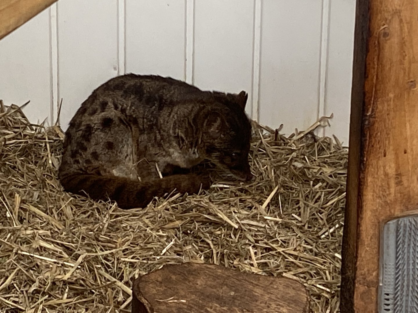 Spotted fanaloka 050625