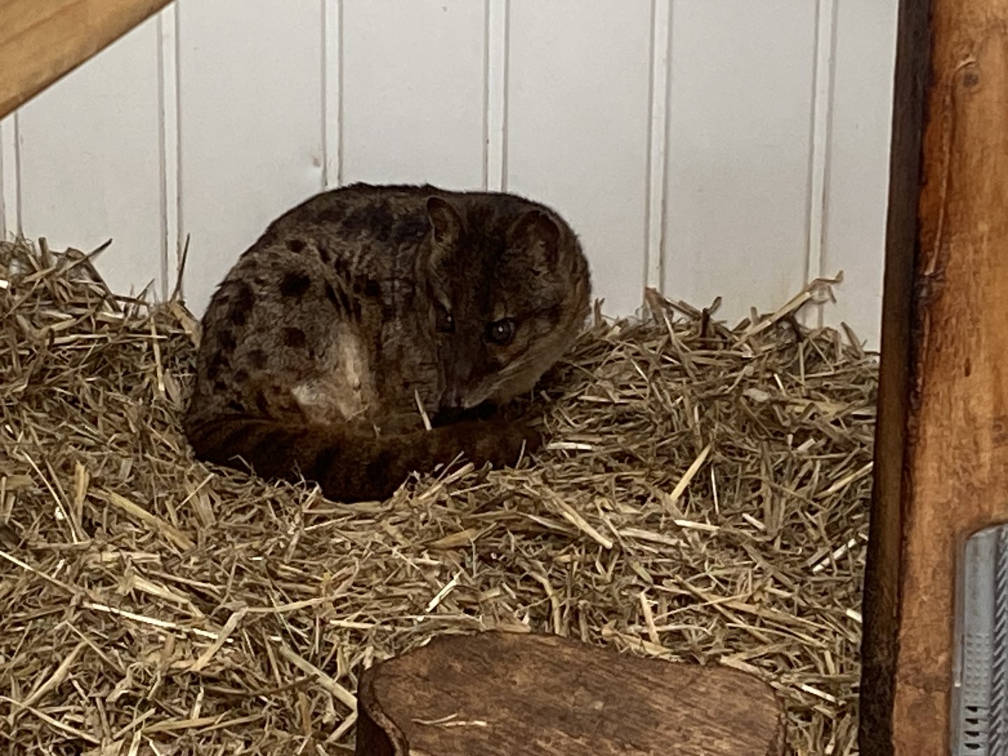 Spotted fanaloka 050625