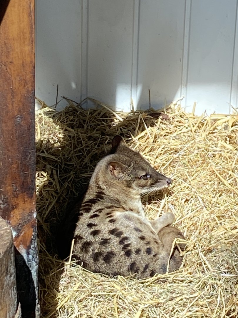 Spotted fanaloka 070820