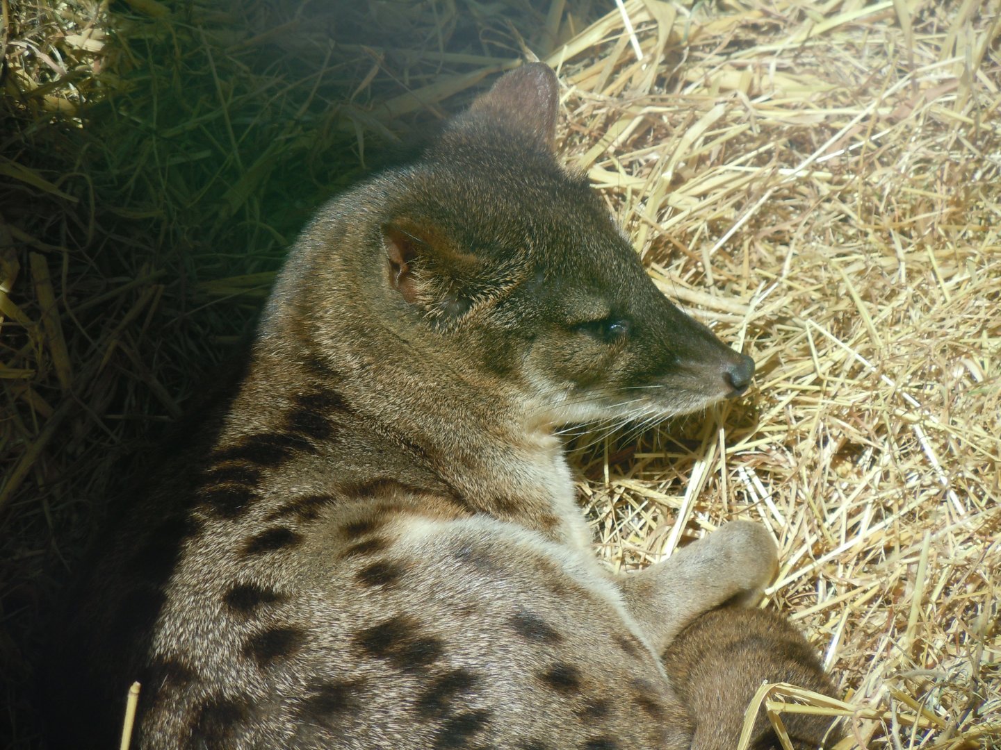 Spotted fanaloka 070820