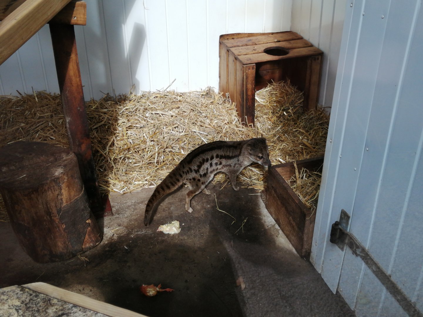 Spotted Fanaloka - 1/8/20